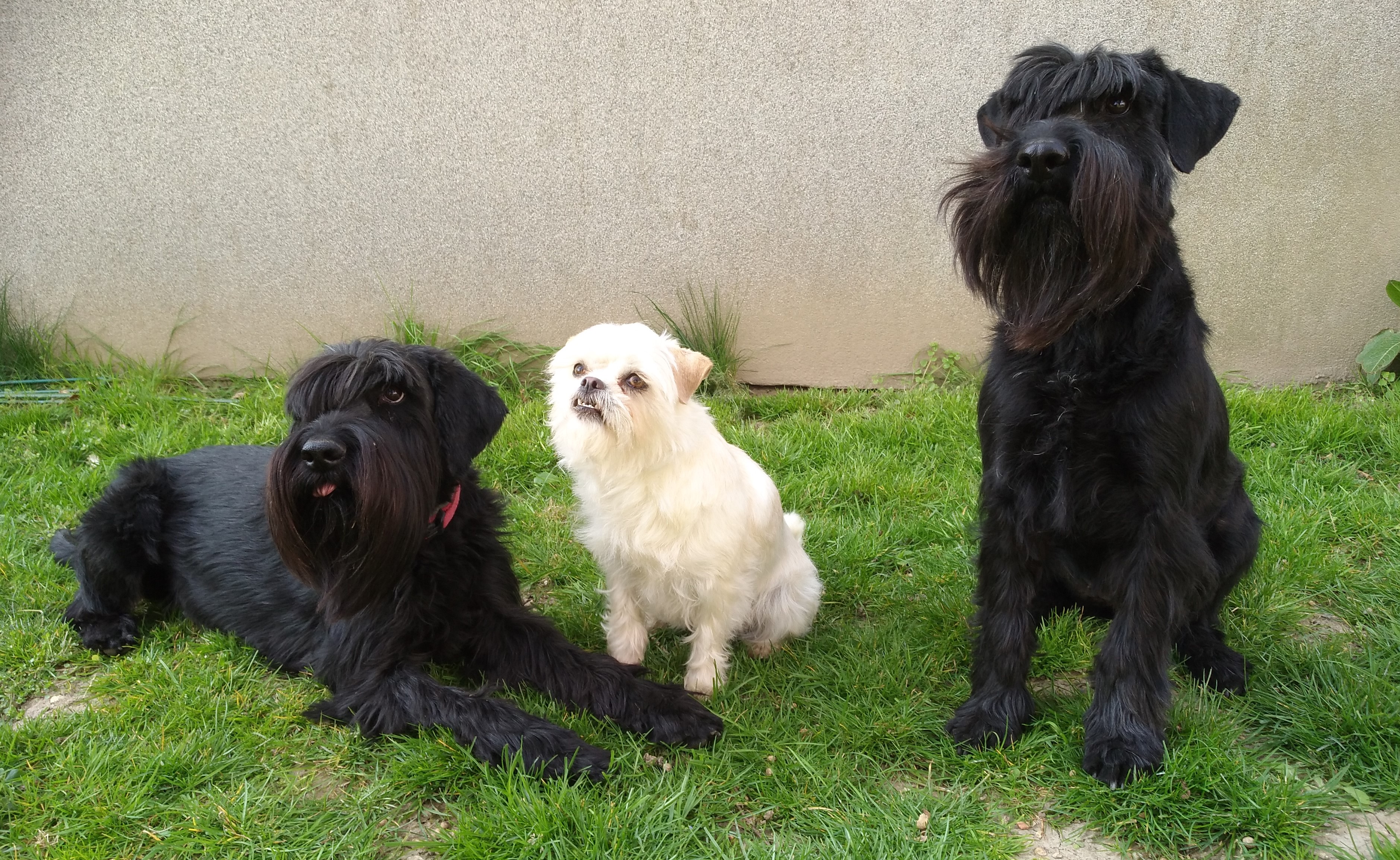 Unsere Hunde