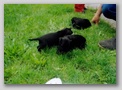 scan47.jpg:  Auslauf in der Wiese 
