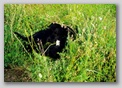 scan63.jpg:  Margerithen oder Urwald ? 