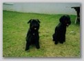 scan1.jpg:  Aika und Akira vom Kreuzensteinblick (ca 1 Jahr alt) 