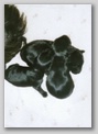 scan51.jpg:  ... wenn alleine, dann auf einem Haufen 