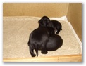 cimg2398.jpg: Hund oder Nilpferd-Hinterteil? Sind gut genhrt die Kleinen.