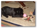 cimg3084.jpg: Cara spielt mit den Kindern Ball!