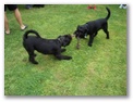 cimg3257.jpg: Akira und Bosko testen,
wer gewinnt