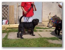 cimg4792.jpg: Aika
("Lucy") vom Kreuzensteinblick