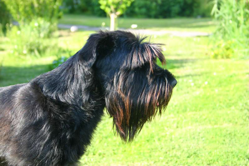 Aika